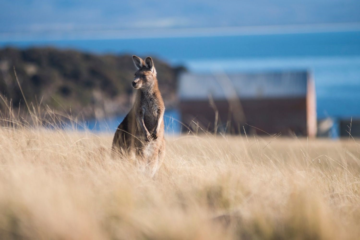 4 Day Maria Island Walk
